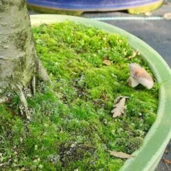 Mykorrhiza Spezial Birke, 500ml -Pflanzen-Bonsai-Shop dh1mykbi5004