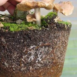 Mykorrhiza Spezial Buche, 250ml -Pflanzen-Bonsai-Shop dh1mykbu2503