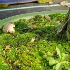 Mykorrhiza L Zur Bodenbeimpfung, 250ml -Pflanzen-Bonsai-Shop dh2mykl2504