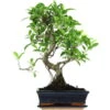 Banyanfeige, Bonsai, 11 Jahre, 53cm -Pflanzen-Bonsai-Shop ificret111 02