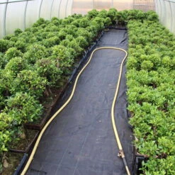 Banyanfeige, Bonsai, 11 Jahre, 53cm -Pflanzen-Bonsai-Shop ificret111 023