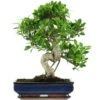 Banyanfeige, Bonsai, 14 Jahre, 58cm -Pflanzen-Bonsai-Shop ificret141 06