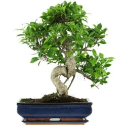 Banyanfeige, Bonsai, 14 Jahre, 58cm