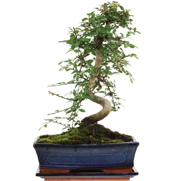Chinesische Ulme, Bonsai, 11 Jahre, 41cm 3 Chinesische Ulme, Bonsai, 11 Jahre, 41cm