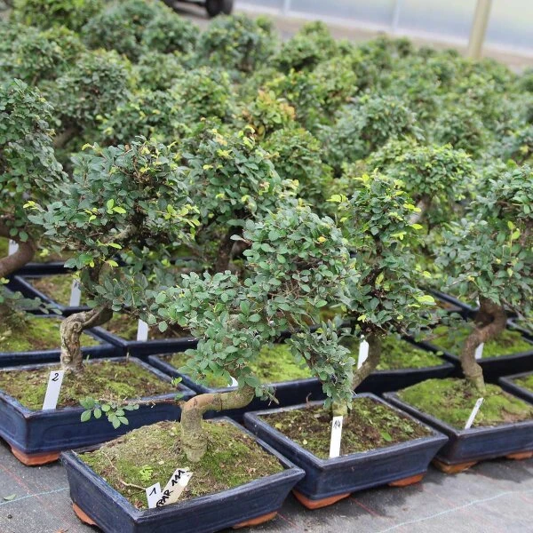 Chinesische Ulme, Bonsai, 11 Jahre, 41cm 4 Chinesische Ulme, Bonsai, 11 Jahre, 41cm – Bild 2