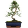 Chinesische Ulme, Bonsai, 11 Jahre, 40cm -Pflanzen-Bonsai-Shop iulmpar111 61
