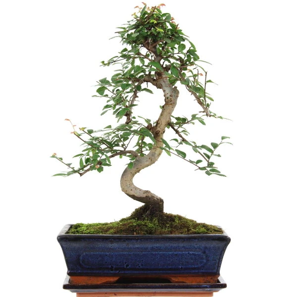 Chinesische Ulme, Bonsai, 11 Jahre, 40cm 3 Chinesische Ulme, Bonsai, 11 Jahre, 40cm