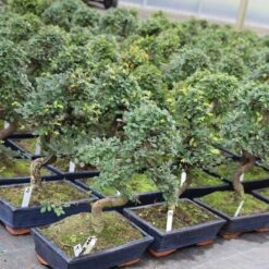 Pflanzen-Bonsai-Shop -Pflanzen-Bonsai-Shop iulmpar111 613