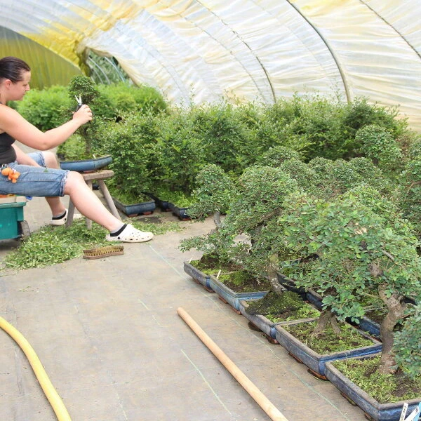 Chinesische Ulme, Bonsai, 11 Jahre, 40cm 5 Chinesische Ulme, Bonsai, 11 Jahre, 40cm – Bild 3