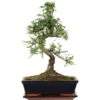 Chinesische Ulme, Bonsai, 11 Jahre, 42cm 2 Chinesische Ulme, Bonsai, 11 Jahre, 42cm -Pflanzen-Bonsai-Shop iulmpar111 95