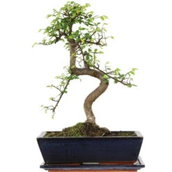Chinesische Ulme, Bonsai, 12 Jahre, 46cm