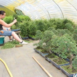 Chinesische Ulme, Bonsai, 12 Jahre, 46cm -Pflanzen-Bonsai-Shop iulmpar121 334