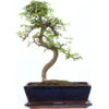 Chinesische Ulme, Bonsai, 12 Jahre, 44cm