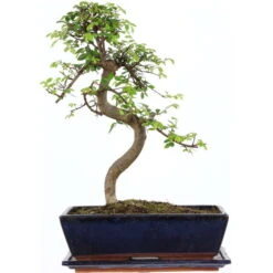Chinesische Ulme, Bonsai, 12 Jahre, 44cm