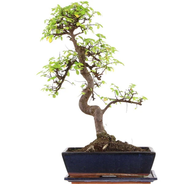 Chinesische Ulme, Bonsai, 12 Jahre, 55cm 3 Chinesische Ulme, Bonsai, 12 Jahre, 55cm