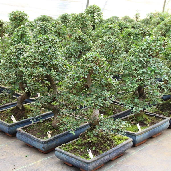 Chinesische Ulme, Bonsai, 12 Jahre, 55cm 4 Chinesische Ulme, Bonsai, 12 Jahre, 55cm – Bild 2