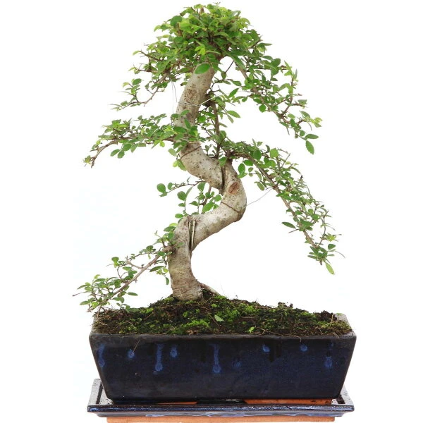 Chinesische Ulme, Bonsai, 12 Jahre, 41cm 3 Chinesische Ulme, Bonsai, 12 Jahre, 41cm