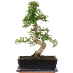 Chinesische Ulme, Bonsai, 12 Jahre, 46cm