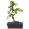 Chinesische Ulme, Bonsai, 12 Jahre, 48cm 2 Chinesische Ulme, Bonsai, 12 Jahre, 48cm -Pflanzen-Bonsai-Shop iulmpar122 21