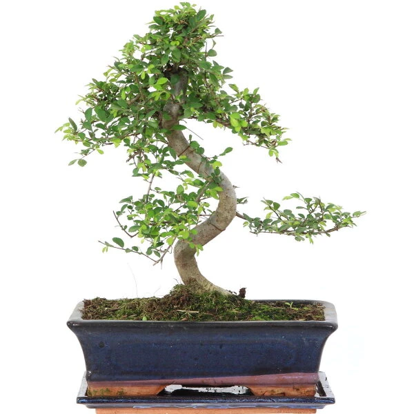 Chinesische Ulme, Bonsai, 12 Jahre, 43cm 3 Chinesische Ulme, Bonsai, 12 Jahre, 43cm