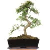 Chinesische Ulme, Bonsai, 12 Jahre, 43cm -Pflanzen-Bonsai-Shop iulmpar123 29