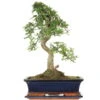 Chinesische Ulme, Bonsai, 12 Jahre, 47cm -Pflanzen-Bonsai-Shop iulmpar123 49