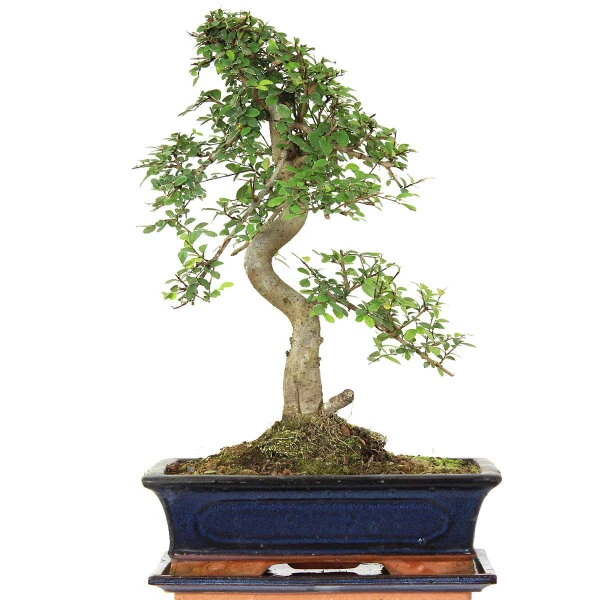 Chinesische Ulme, Bonsai, 12 Jahre, 47cm 3 Chinesische Ulme, Bonsai, 12 Jahre, 47cm