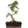 Chinesische Ulme, Bonsai, 12 Jahre, 45cm 1 Chinesische Ulme, Bonsai, 12 Jahre, 45cm -Pflanzen-Bonsai-Shop iulmpar123 52