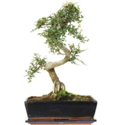 Chinesische Ulme, Bonsai, 12 Jahre, 45cm