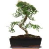 Chinesische Ulme, Bonsai, 12 Jahre, 42cm 1 Chinesische Ulme, Bonsai, 12 Jahre, 42cm -Pflanzen-Bonsai-Shop iulmpar123 97