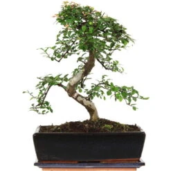 Chinesische Ulme, Bonsai, 12 Jahre, 42cm