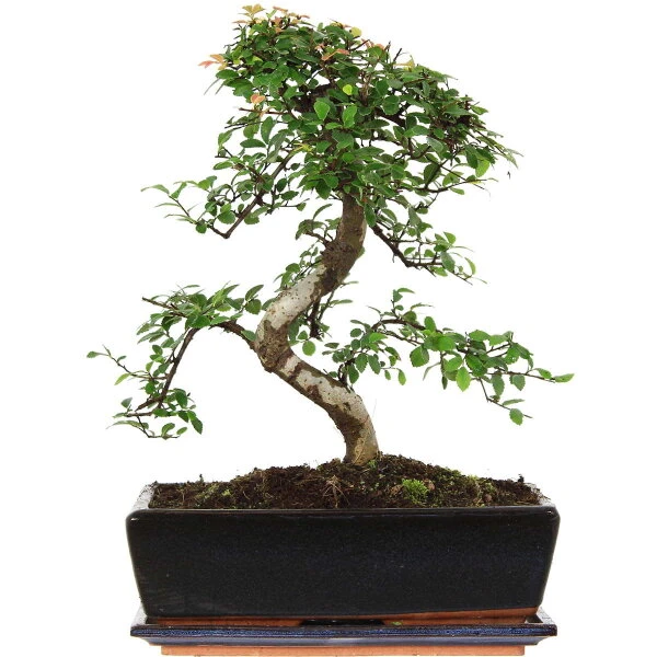 Chinesische Ulme, Bonsai, 12 Jahre, 42cm 3 Chinesische Ulme, Bonsai, 12 Jahre, 42cm