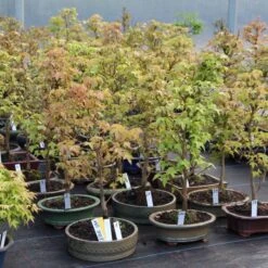 Dreispitzahorn, Bonsai, 9 Jahre, 49cm 6 Dreispitzahorn, Bonsai, 9 Jahre, 49cm -Pflanzen-Bonsai-Shop oacebue091 332