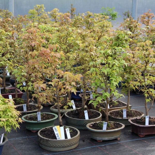 Dreispitzahorn, Bonsai, 9 Jahre, 49cm 4 Dreispitzahorn, Bonsai, 9 Jahre, 49cm – Bild 2