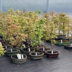 Dreispitzahorn, Bonsai, 9 Jahre, 49cm 7 Dreispitzahorn, Bonsai, 9 Jahre, 49cm -Pflanzen-Bonsai-Shop oacebue091 333