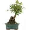 Dreispitzahorn, Bonsai, 9 Jahre, 25cm -Pflanzen-Bonsai-Shop oacebue092 39