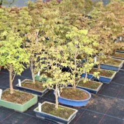 Dreispitzahorn, Bonsai, 9 Jahre, 25cm 6 Dreispitzahorn, Bonsai, 9 Jahre, 25cm -Pflanzen-Bonsai-Shop oacebue092 392