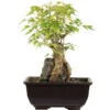Dreispitzahorn, Bonsai, 9 Jahre, 24cm -Pflanzen-Bonsai-Shop oacebue094 01