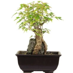 Dreispitzahorn, Bonsai, 9 Jahre, 24cm