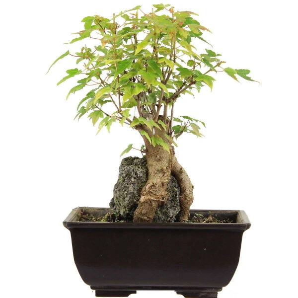 Dreispitzahorn, Bonsai, 9 Jahre, 24cm 3 Dreispitzahorn, Bonsai, 9 Jahre, 24cm