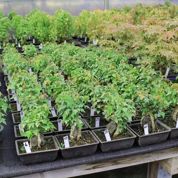 Dreispitzahorn, Bonsai, 9 Jahre, 24cm 4 Dreispitzahorn, Bonsai, 9 Jahre, 24cm – Bild 2