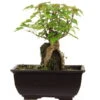 Dreispitzahorn, Bonsai, 9 Jahre, 20cm -Pflanzen-Bonsai-Shop oacebue094 24