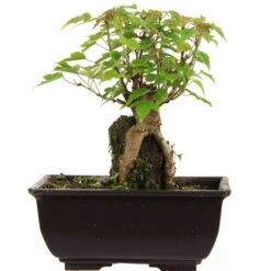 Dreispitzahorn, Bonsai, 9 Jahre, 20cm