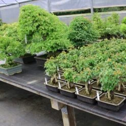 Dreispitzahorn, Bonsai, 9 Jahre, 20cm -Pflanzen-Bonsai-Shop oacebue094 243