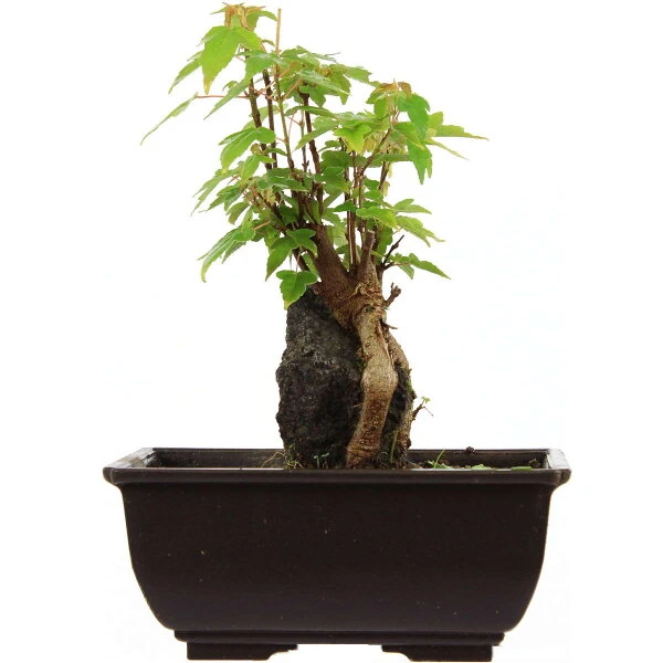 Dreispitzahorn, Bonsai, 9 Jahre, 22cm 3 Dreispitzahorn, Bonsai, 9 Jahre, 22cm