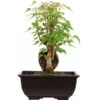 Dreispitzahorn, Bonsai, 9 Jahre, 24cm -Pflanzen-Bonsai-Shop oacebue094 57