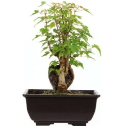 Dreispitzahorn, Bonsai, 9 Jahre, 24cm