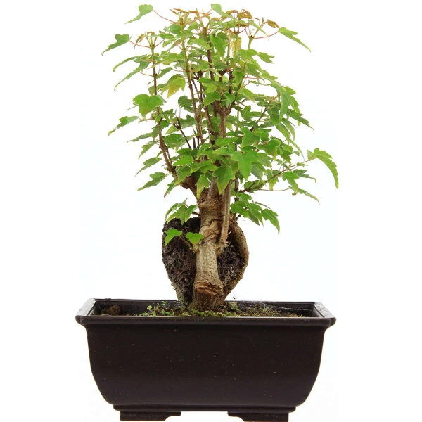 Dreispitzahorn, Bonsai, 9 Jahre, 24cm 3 Dreispitzahorn, Bonsai, 9 Jahre, 24cm