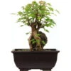Dreispitzahorn, Bonsai, 9 Jahre, 23cm -Pflanzen-Bonsai-Shop oacebue094 58