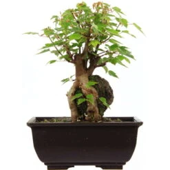 Dreispitzahorn, Bonsai, 9 Jahre, 23cm